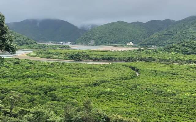 住用マングローブ林を展望台から撮影