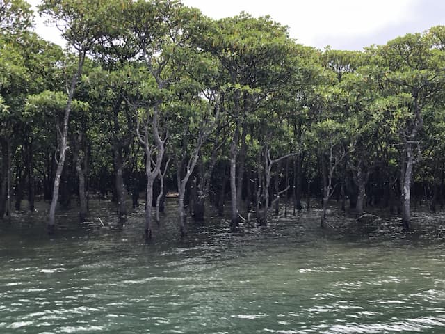 西表島のマングローブ林