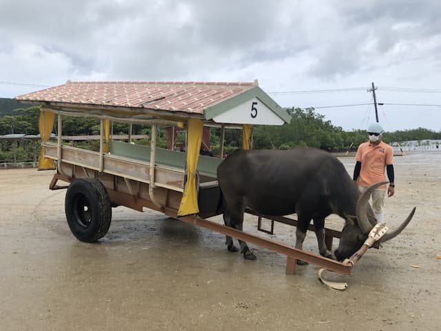 西表島　由布島に行く牛車